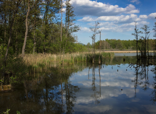 Město plné zeleně