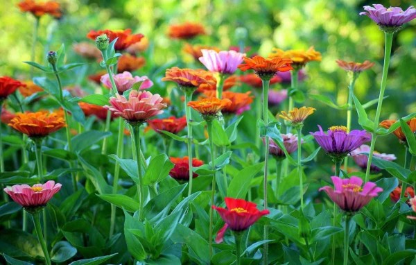 Zahrádky: stávající, nové, komunitní